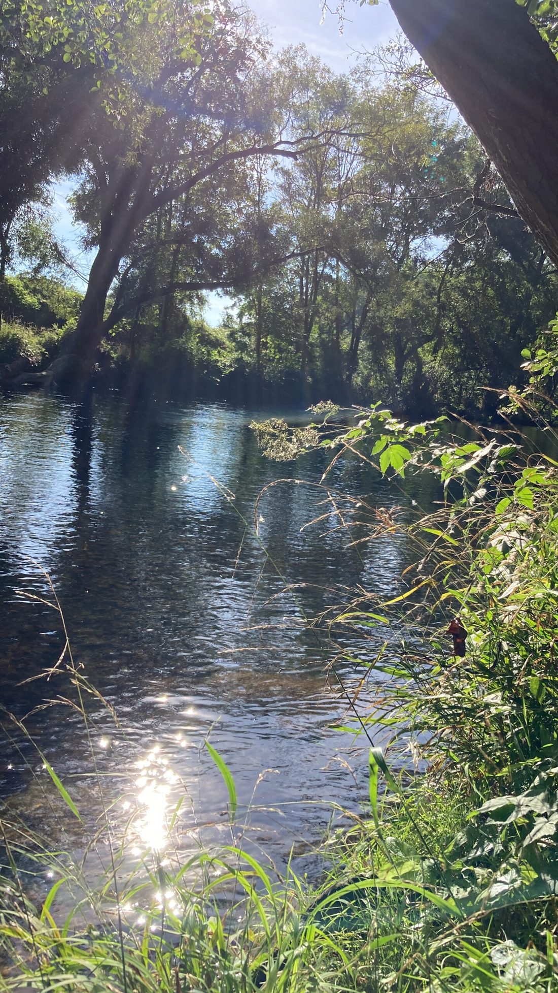 Ruhiger Flusslauf mit Bäumen in der Eifel